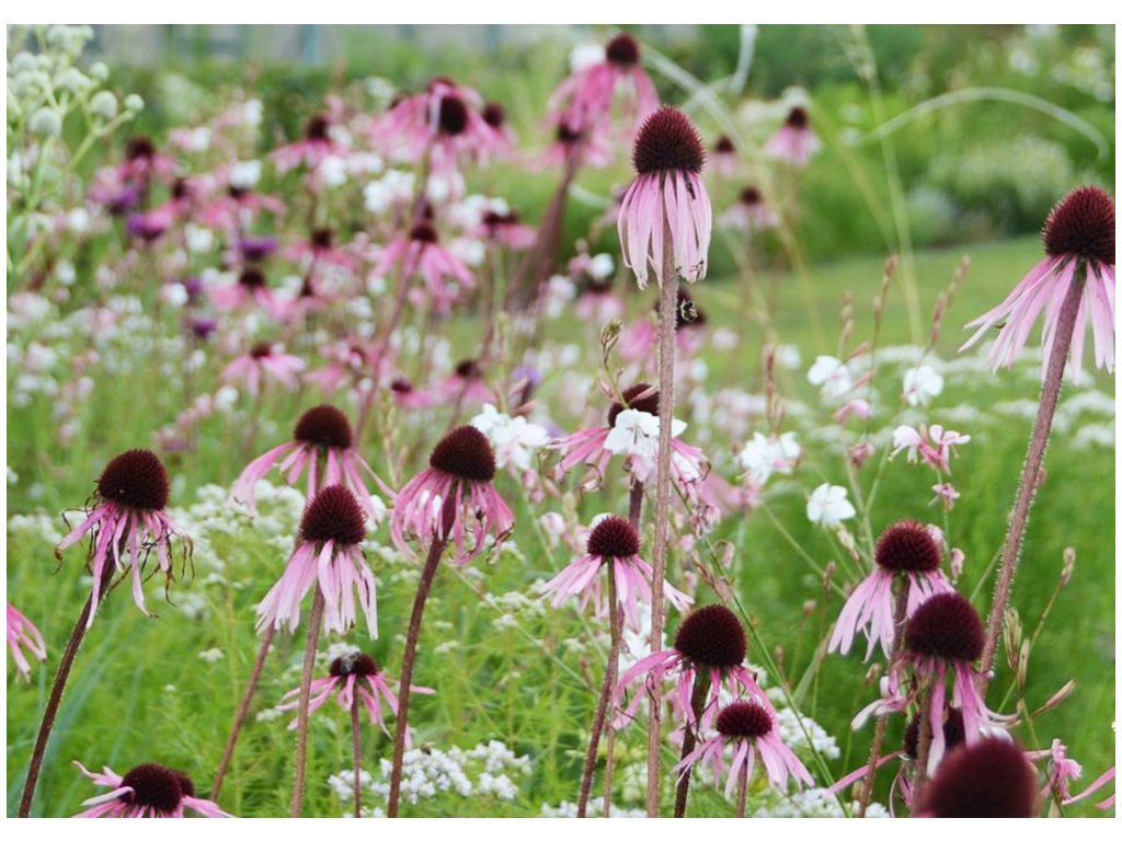 Echinacea bledá (Echinacea pallida)